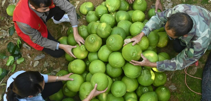 廣西陽(yáng)朔：漓江岸邊采柚忙